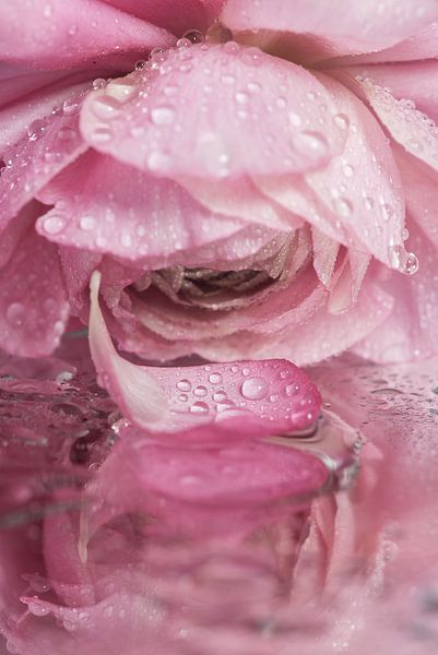 A pink ranunculus &quot;mourns&quot; the lost leaf by Marjolijn van den Berg