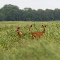 Hirsche im Hunzedal in Drenthe