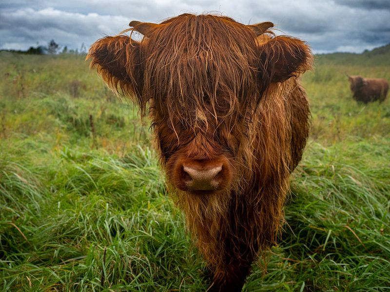 Veau dans le pré par Randy Riepe