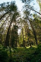 Walking among tall trees