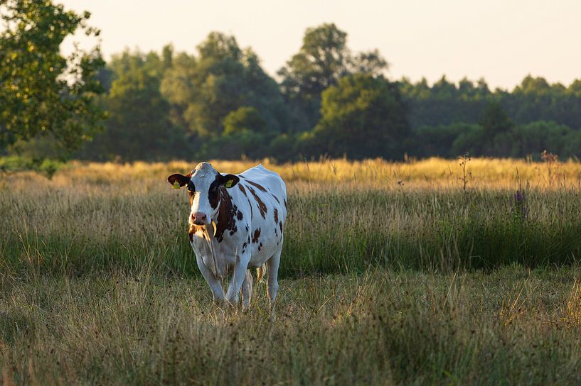 Cow during sunset (Groningen) by Marcel Kerdijk