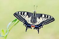 Page de la reine - Swallowtail - Schwalbenschwanz - Papilio machaon