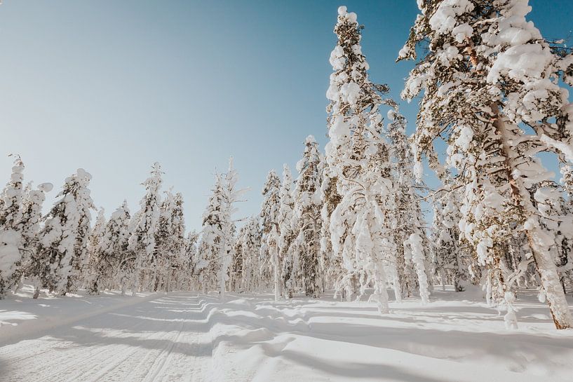 Winter wonderland Lapland by Mieke Broer