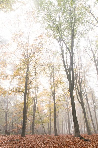 Une forêt de hêtres dans le brouillard par Geert Brosens