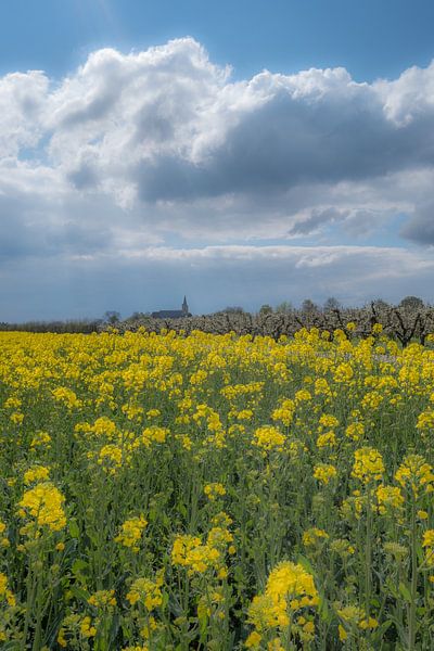 Koolzaadveld bij Erichem par Moetwil en van Dijk - Fotografie
