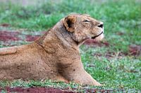 Mutter Löwe auf der Suche