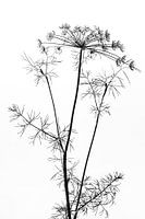 Dill | schwarz-weiß