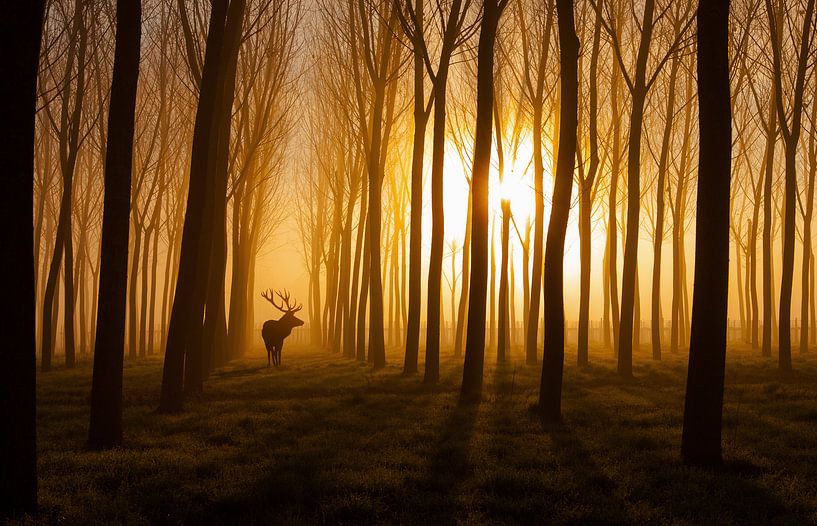 Es war einmal von Stefan Miron