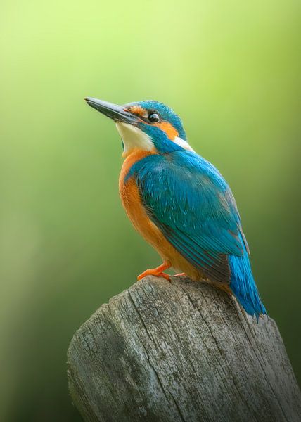 The King by Kevin Hernandez