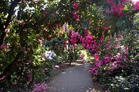 Rhododendron-Wanderweg