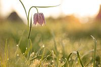 Lapwing flower in bloom