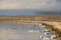 Naturschutzgebiet Wasser und Vögel