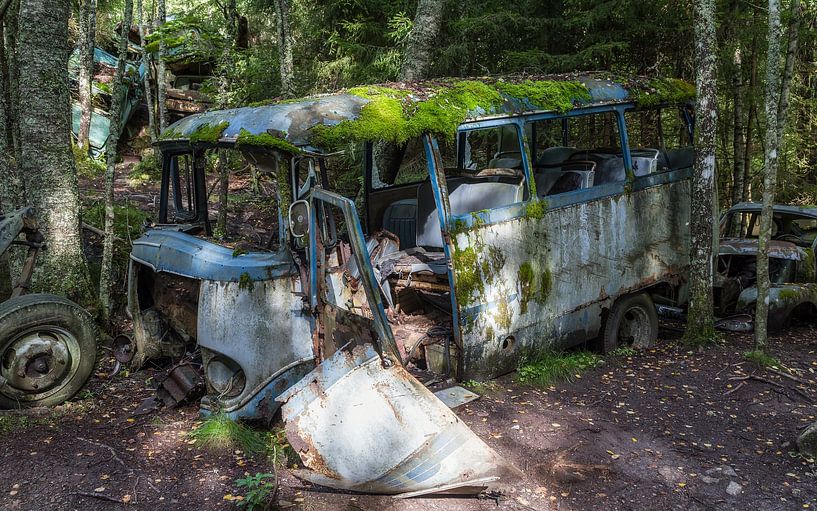 Scrapped cars overgrown by nature by Mart Houtman