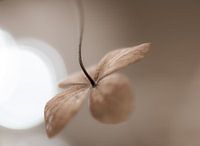 sepia hortensiablaadje