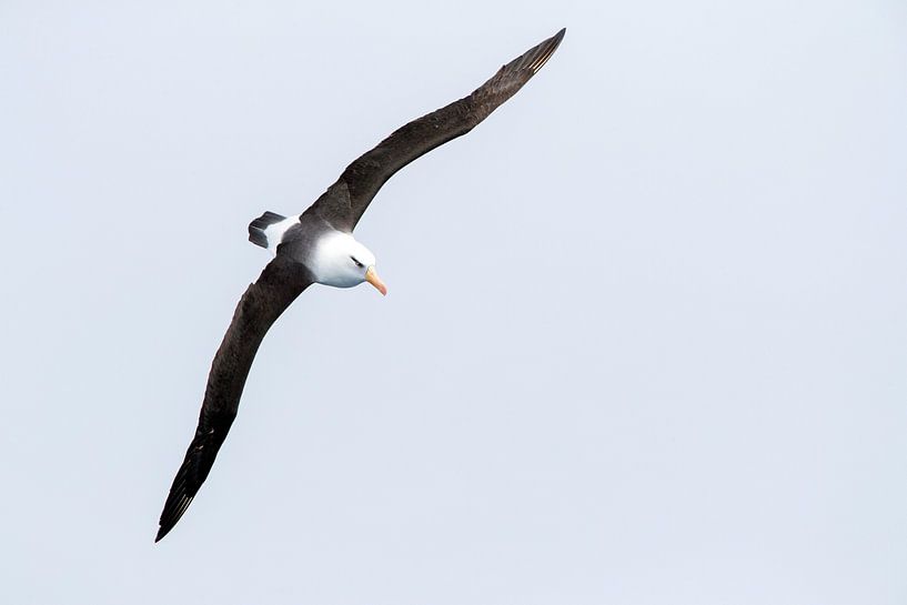 Campbell Albatross, Thalassarche impavida by Beschermingswerk voor aan uw muur