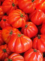 Tomates Cœur de Bœuf 