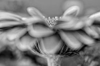 Gerbera in black and white