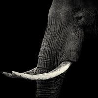 Elephant profile