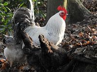 haan met zijn gevolg op een bladerdek