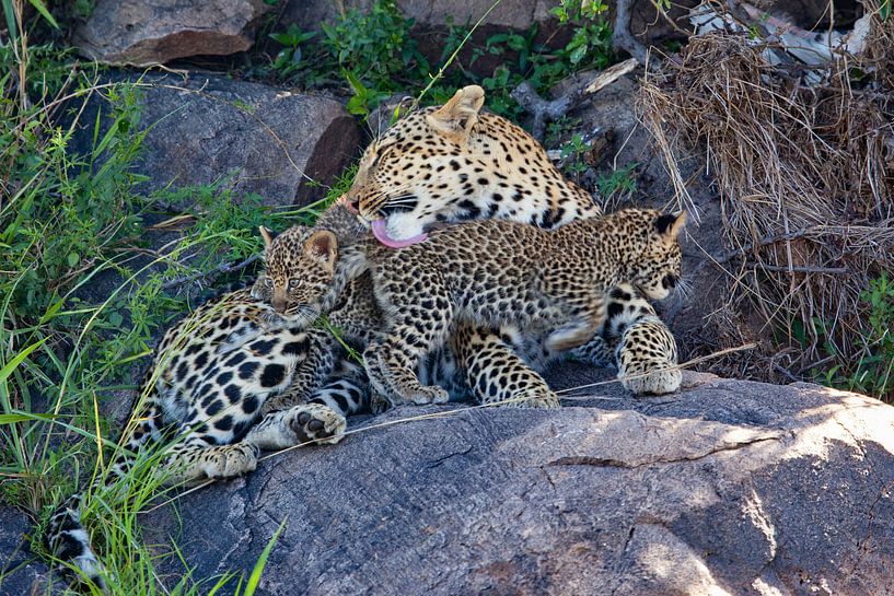 Leopard mit 2 Jungen von Peter Michel