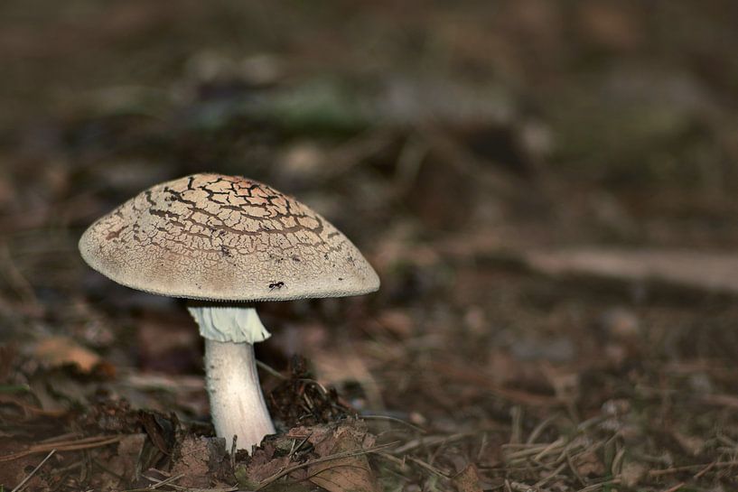 Pilz von John Leeninga