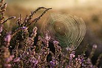 Magical sunrise spiderweb in flowers