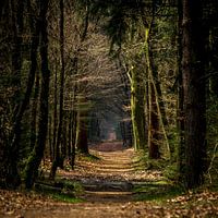 Forest trail in autumn (Holland)