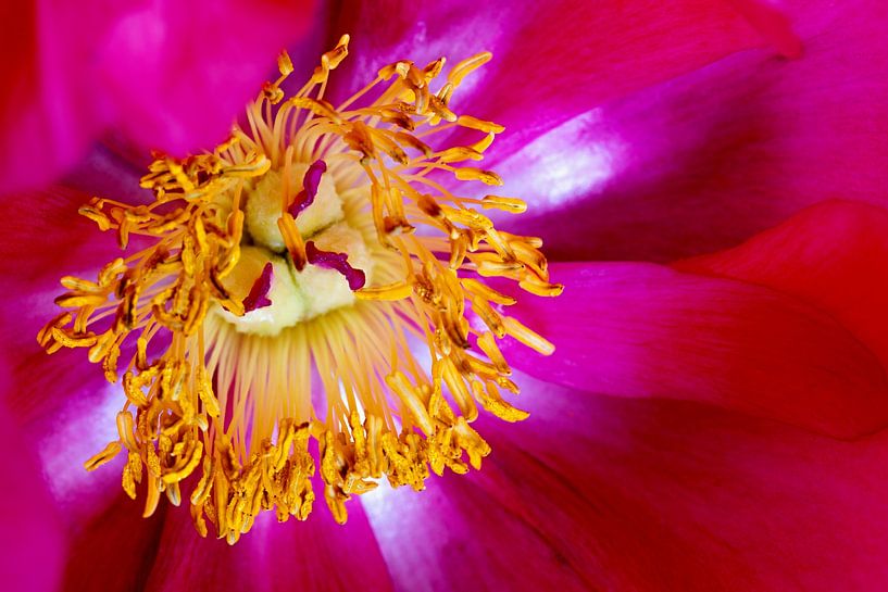 gros plan d'une rose par W J Kok