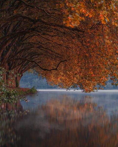 Autumnal avenue at Lake Baldeney in the morning mist by Oliver Preuss