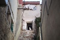 Chat dans la fenêtre