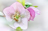 Couleurs de la nature