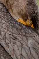 Dubbelgekuifde Aalscholver