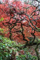 Japanische Bäume im niederländischen Boden.