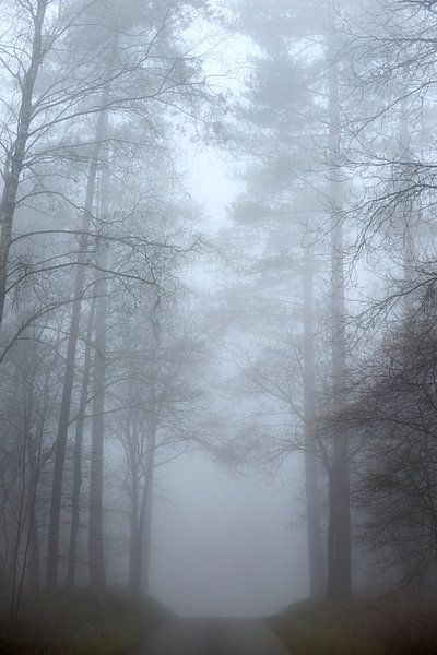 Nebel im Wald von Nunspeet von Jenco van Zalk