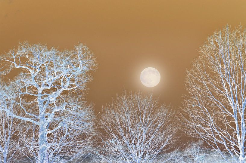 Arbre imaginaire par Corinne Welp