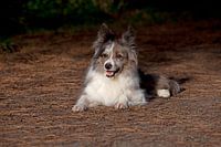 Border Collie in de herstzon