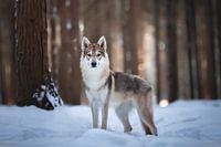 Wolf Hund Porträt in den Schnee