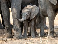 Between the big ones