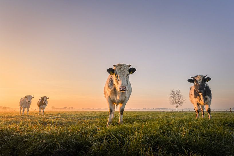 Cows at sunrise | Dutch landscape | Symmetry by Marijn Alons