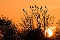 Dohlen bei Sonnenuntergang