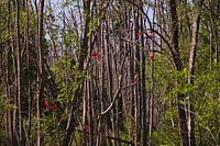 Ibis rouge dans les arbres