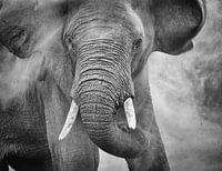 La poignée de tête de l'éléphant