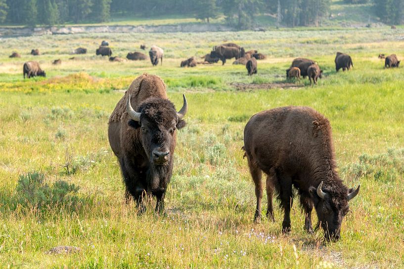 Yellowstone-Nationalpark von Studio Retouched fotoshop