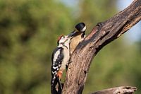 Fütterungszeit Buntspecht