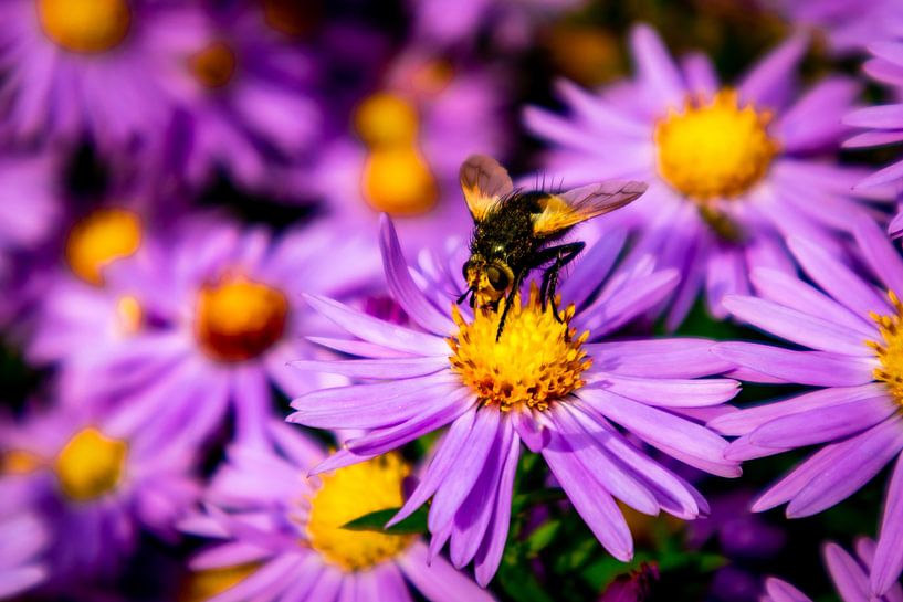 De magnifiques fleurs dans le jardin familial par Oliver Hlavaty