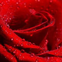 Rote Rose