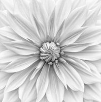 Hamari gold in einfarbig