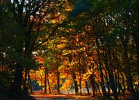 Herfstbos Havelteberg