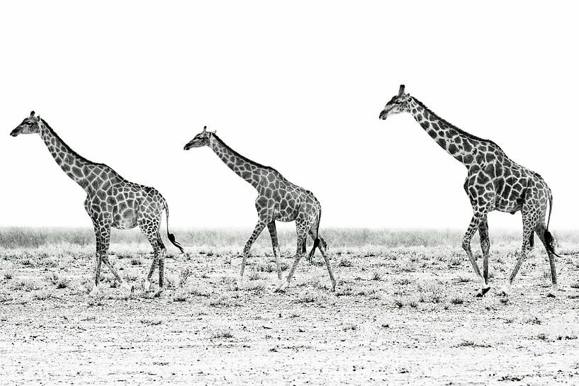 Giraffen in Namibia par Britta Kärcher