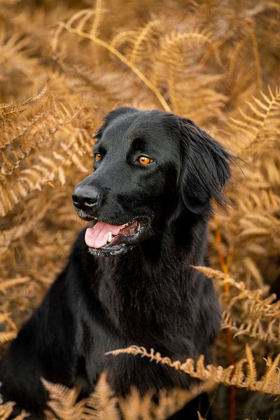 Herbstliche Harmonie - Hovawart zwischen Farnen von Femke Ketelaar